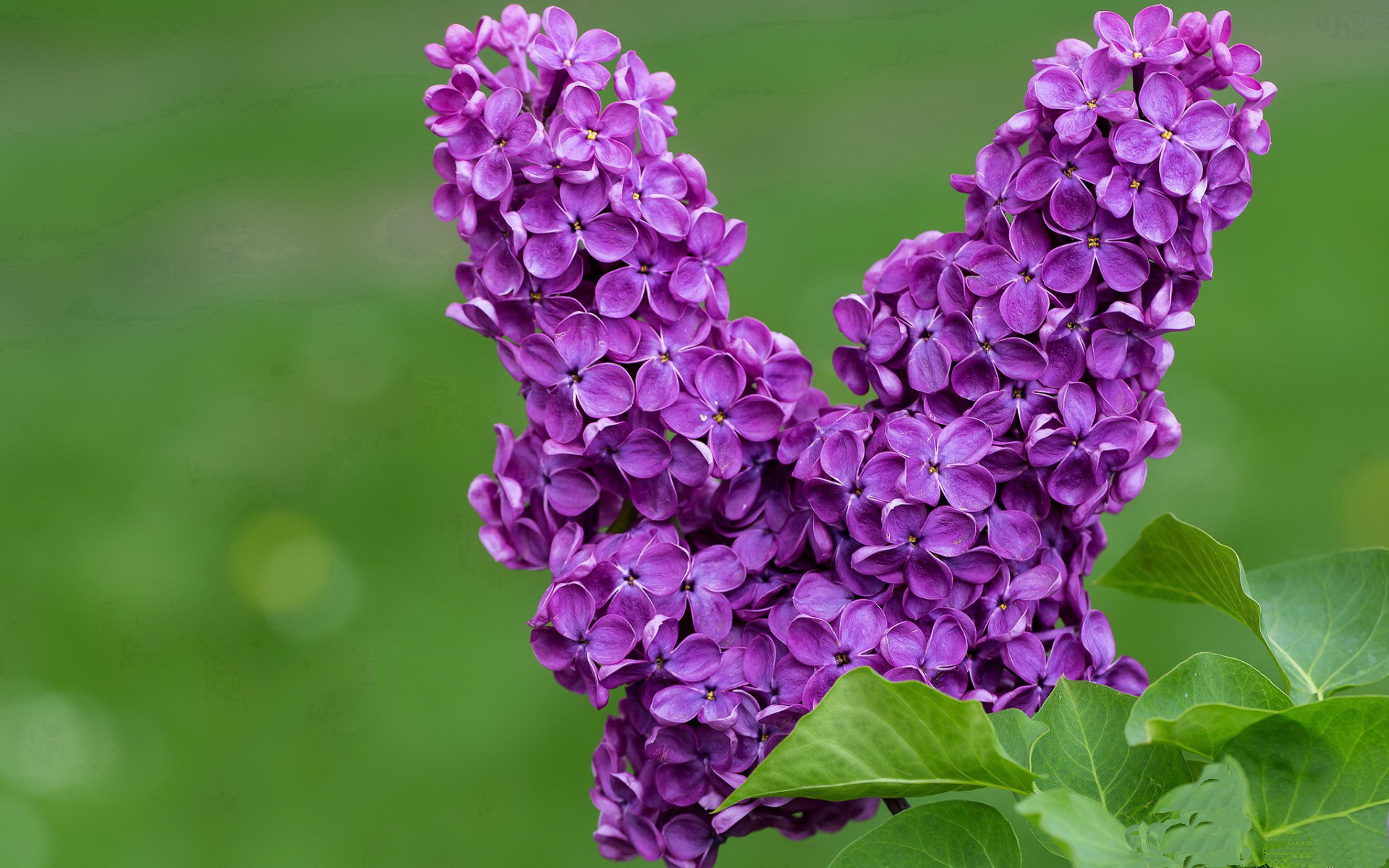 战术冰与火，冰岛以维京堡垒吞噬玻利维亚，福登是那个持钥之人